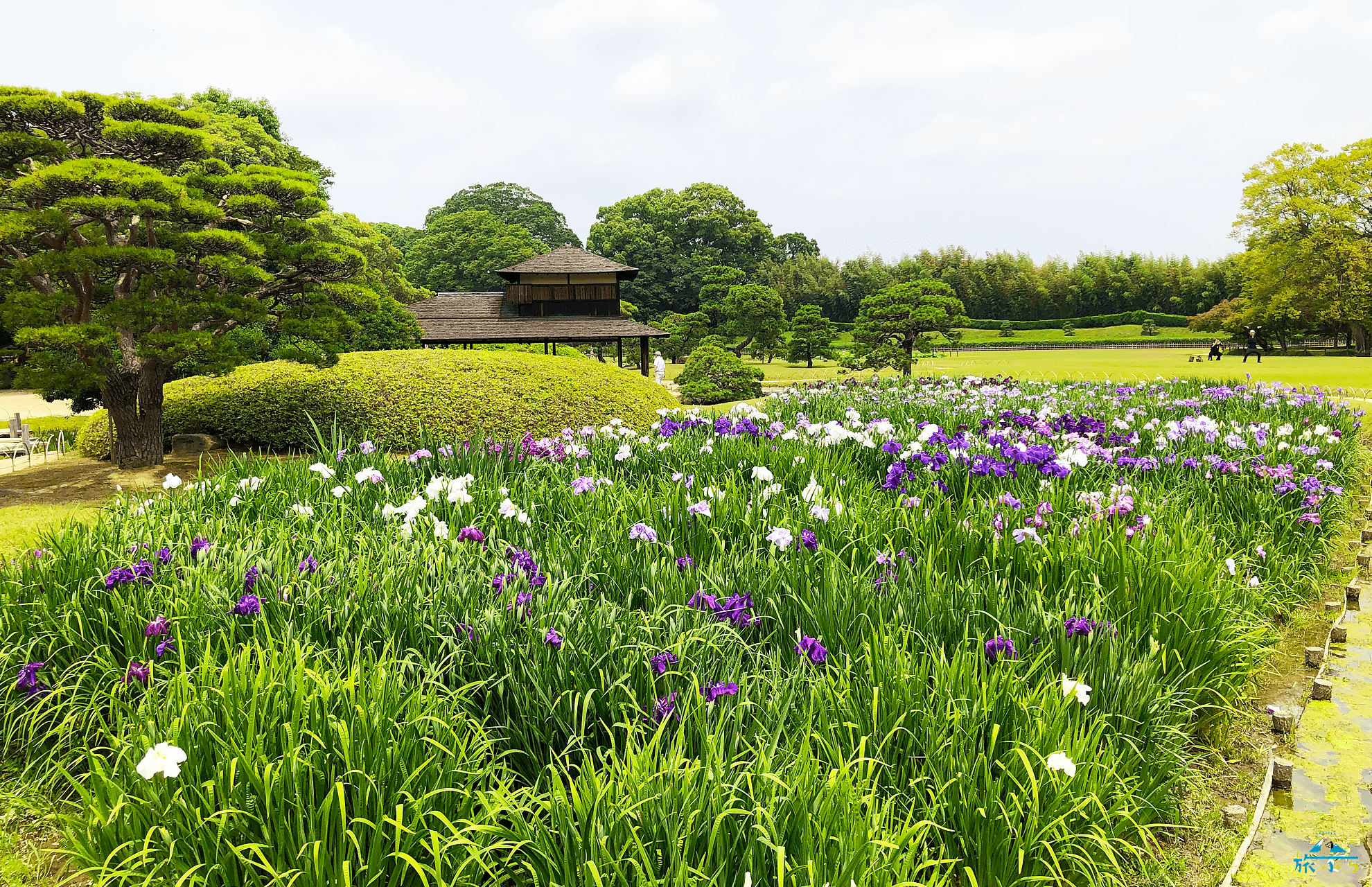 後楽園 ツツジ