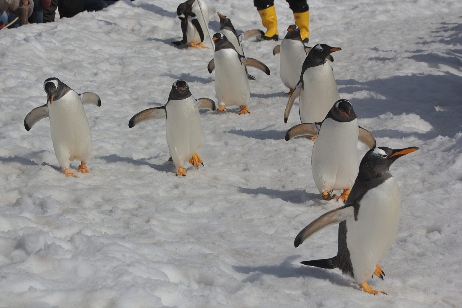 おたる水族館・ペンギンの雪中散歩