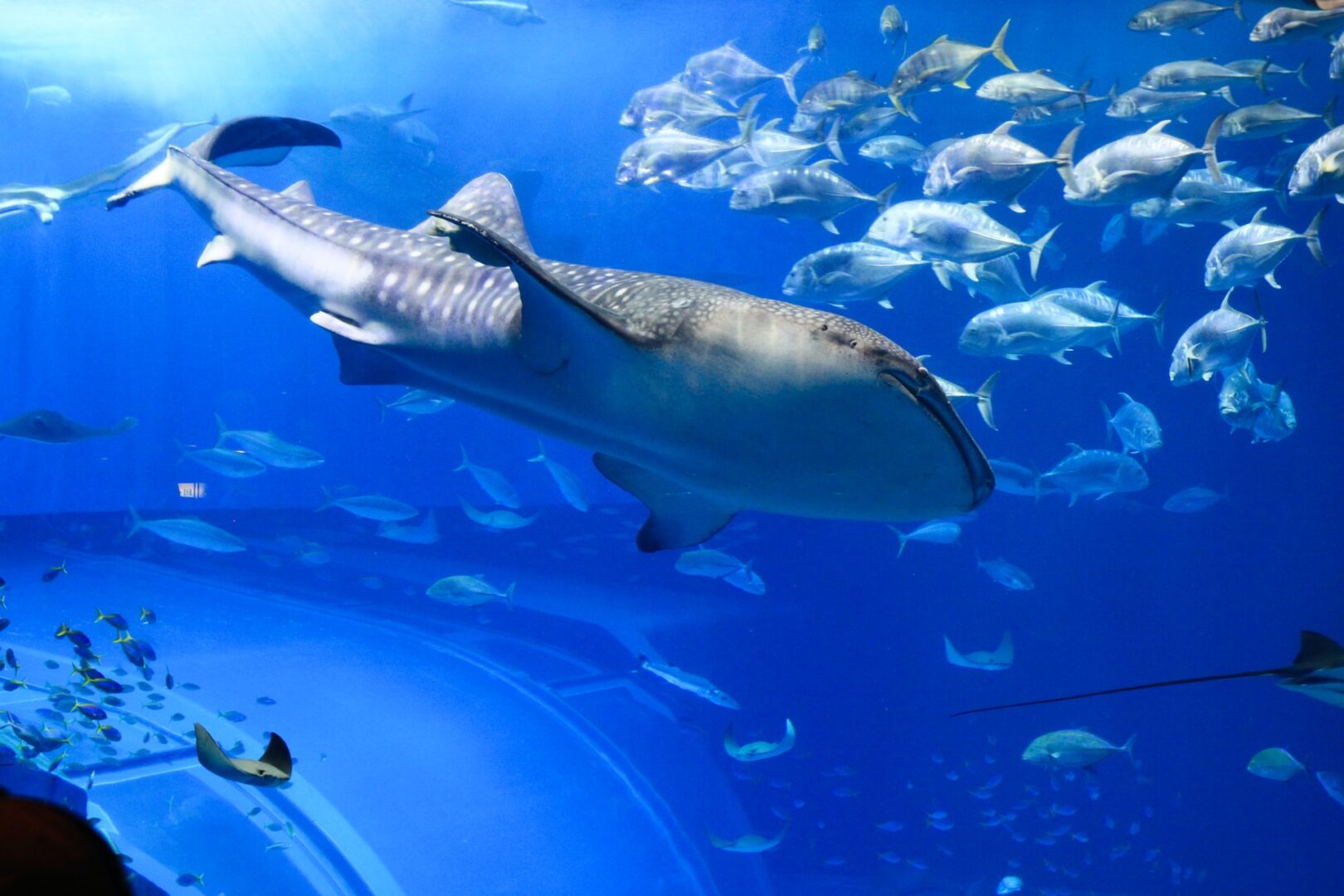 美ら海水族館