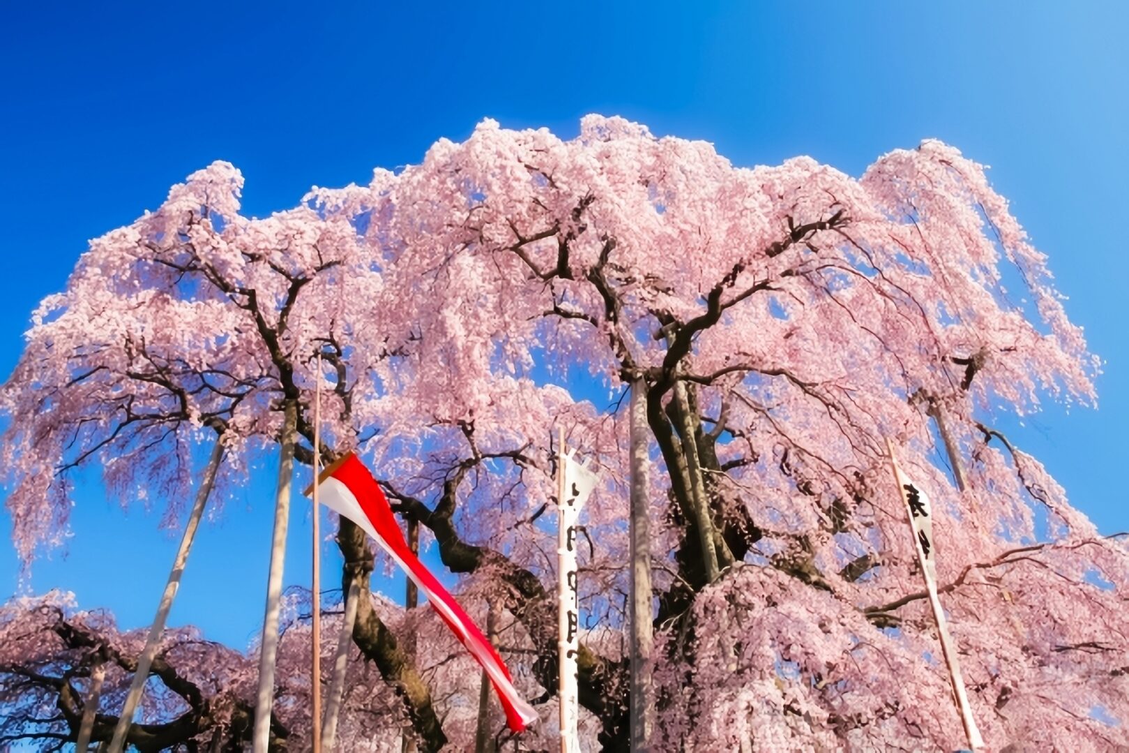 三春滝桜