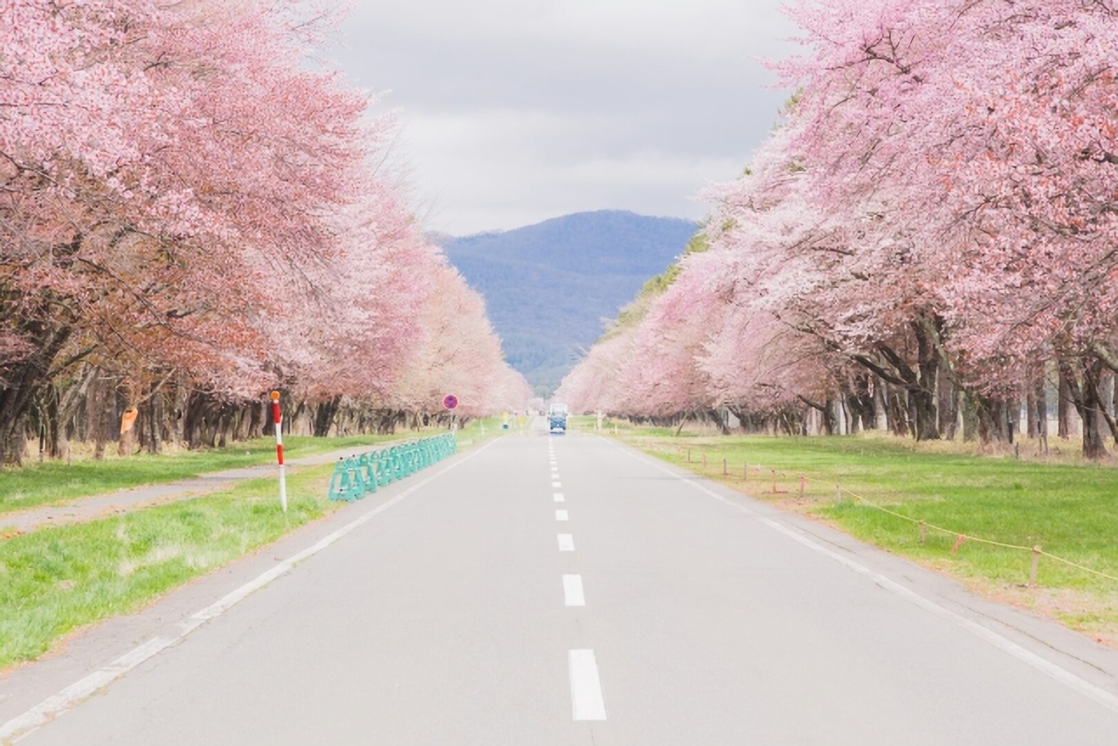 二十間道路桜並木