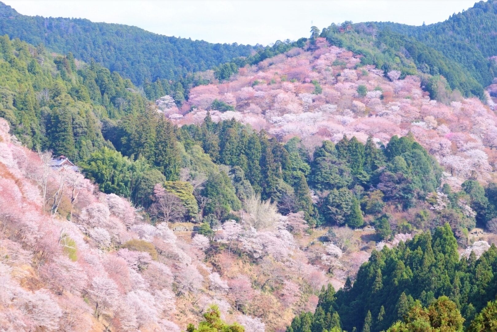 吉野の千本桜